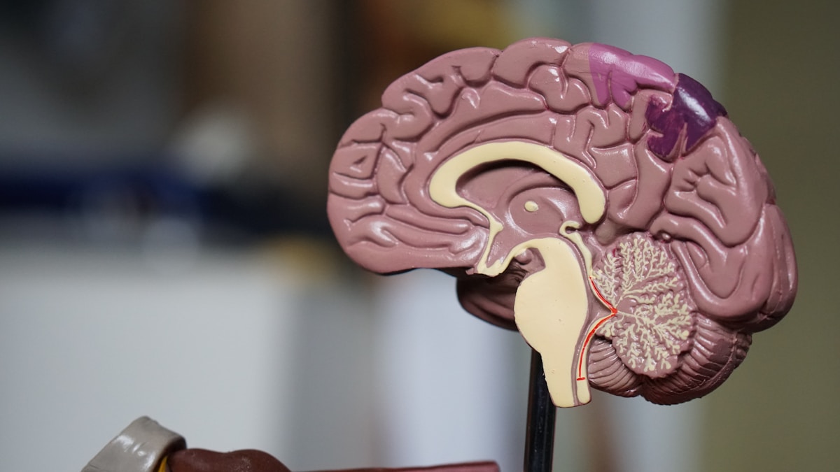 A medical model of the brain and nervous system — the command center that regulates blood pressure and heart health